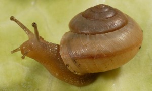terrestrial_snails06