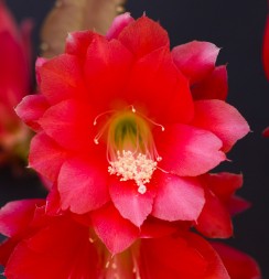 Cactus orquídea, Pluma de Santa Teresa, Disocactus ×hybridus