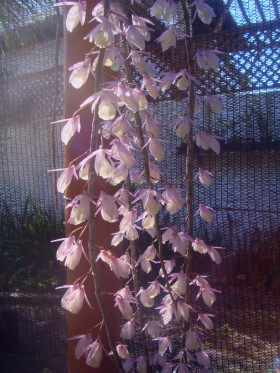 Dendrobium pierardii2